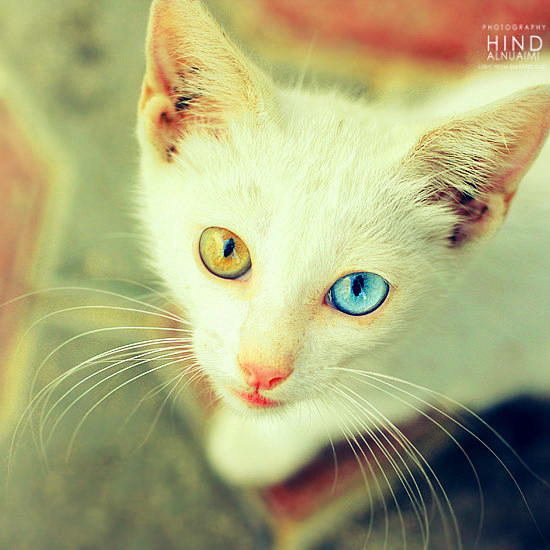 鸳鸯眼~~蓝眼睛猫非常漂亮，但大多数耳朵...