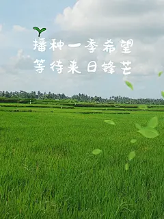 芒种节气风光晒照记录文艺风plog模板
