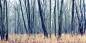 trees001