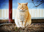 Photograph Zen cat by Manuel Orero on 500px