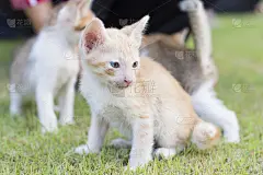 可爱的喵喵喵喵的小猫在户外
