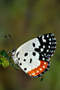 Red Pierrot Butterfly
#蝶#