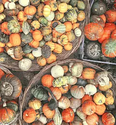 彩色南瓜背景-秋季色调