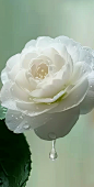 hoozapoppinc9175_White_camellia_a_drop_of_water_on_the_petals_p_6158a076-97b2-430f-a7a3-6d24088ba6cd