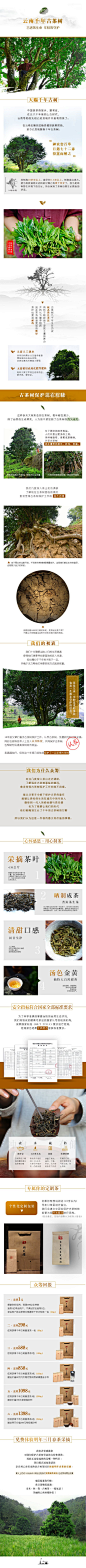 古茶树