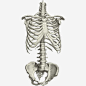 骨骼免抠素材_新图网 https://ixintu.com 盆骨 胸腔 脊椎 骨骼 骷髅