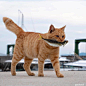摄影师在日本海岛上拍的猫咪日常，橘猫们自在地玩耍晒太阳吹海风散步捉鱼，浓浓的春意来了…
#春天摄影大赛##亚洲宠物展#
