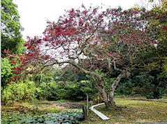 这个坡有点陡采集到植物