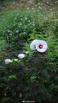 粉稻采集到花想容