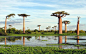 Baobabs - Madagascar