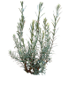 柳叶星河花