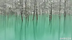 【北海道美瑛青池】整个池面如镜面一样，倒映着蓝天，树木，在阳光的下反映出奇幻的颜色。照片是不是看着很眼熟？嗯，2012年，苹果公司一款MacBook Pro屏保壁纸用的就是青池的照片。[微笑]          #林萍带你玩日本#
