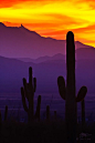 Saguaro National Park Sunset  仙人掌国家公园日落