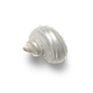 海星海螺贝壳珊瑚海马等 海洋生物主题 高清素材 016.png