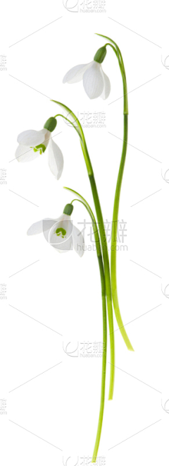 Gao-XJ采集到花草素材