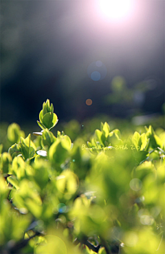 小静:)采集到photo_green