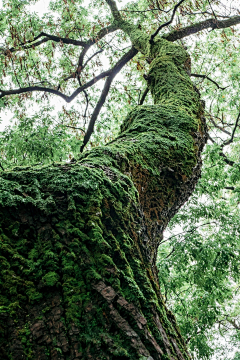 爱吃的梦子采集到【植被】