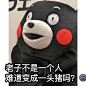 #熊本熊表情包# #熊本熊# #表情包# #熊本熊图片# #熊本熊图库#