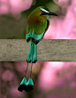 绿眉翠鴗 Turquoise-browed Motmot
#常识#