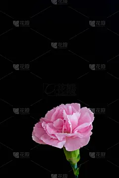黑色背景,康乃馨,粉色,垂直画幅,美,贺卡,留白,消息,无人,特写