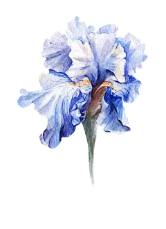 手绘花 蝴蝶 叶子 花环 钻石 花瓣 png素材