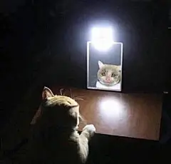 一组猫猫哭哭表情包 ​​​​