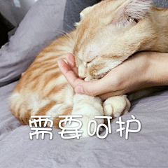 颖颖颖颖颖-采集到生活记录之我的大狗蛋喵喵喵