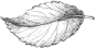 手绘铅笔素描玫瑰花卉免抠透明背景PNG装饰图案 手账设计PS素材 (10)