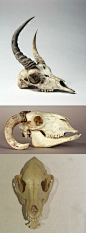 #绘画参考#你能猜出这些骨头分别出自哪些动物吗？答案就在资源包里大家自取【200个动物头骨】链接：网页链接密码：mnlx​