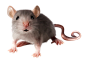 rat_mouse_PNG23537