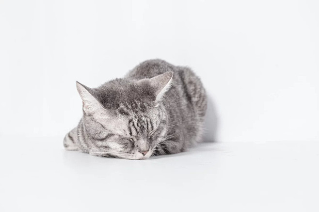 猫奴 三 - Chet徐 - 图虫摄影网