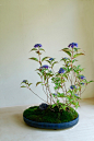 bonsai / kokedama. This site has a lot more flower type bonsais.