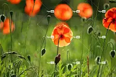 植物 花壁纸 花 罂粟 美丽的花朵 虞美人 开花 草 花卉背景