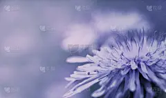 特写,蒲公英,自然,蓝色,侧面视角,春天,丁香花,白色,设计,花