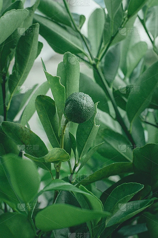 酸橙叶素材-花瓣网