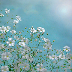 烟花雨漫天采集到美景·美图·美语