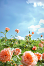 a hd wallpaper with roses on an aerated grass, in the style of dreamlike whimsy, low-angle, pastoral scenes, vibrant stage backdrops, light orange and sky-blue, wimmelbilder, realistic scenery