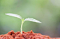 肥沃的土壤中发芽的植物-macw图库素材