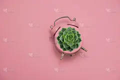 粉色闹钟上的绿色多肉，背景是淡粉色