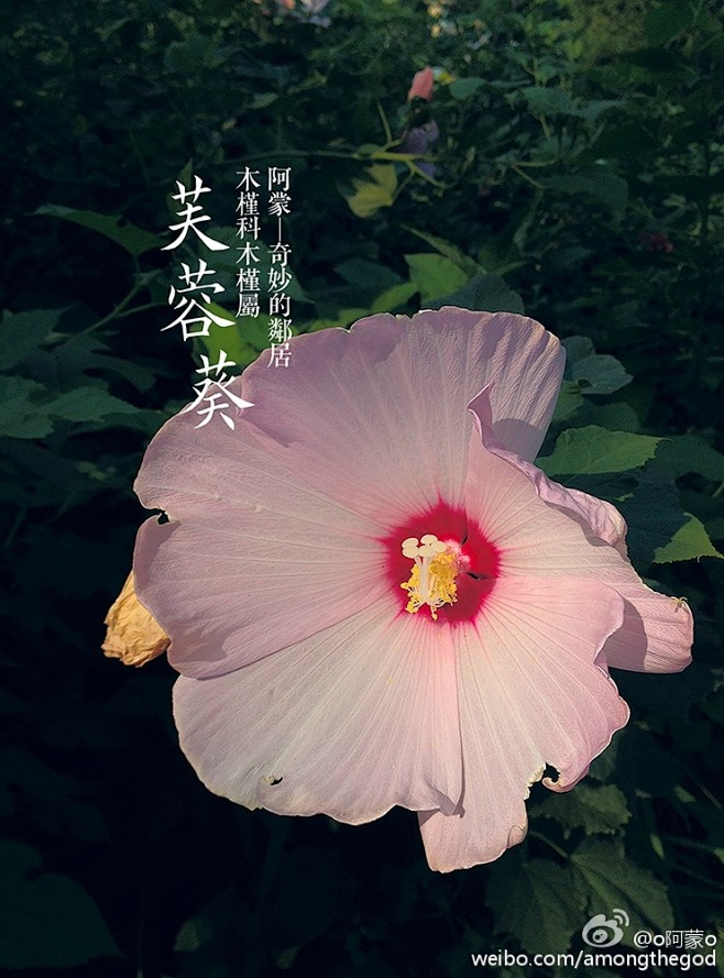 白色黄色橙色红色，接下来是粉色九宫......
