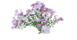 月见草3