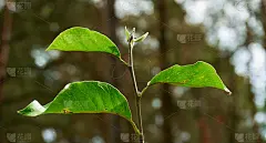 一棵小树的细枝上开着绿色的花，前面的背景是白竹