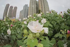 芙蓉花(Hibiscus mutabilis L.)