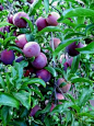 Growing Conditions For Plums: How To Take Care Of Plum Trees | The Homestead Survival