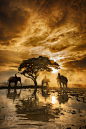 一棵树的阴影，大象稻田。 由SIRISAK BOAKAEW在500px