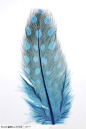 简单生活-蓝色的羽毛静物特写图片素材
