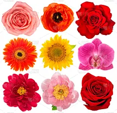 玫瑰,牡丹,非洲雏菊,兰花,花头,向日葵,银莲花,贺卡,水平画幅,无人