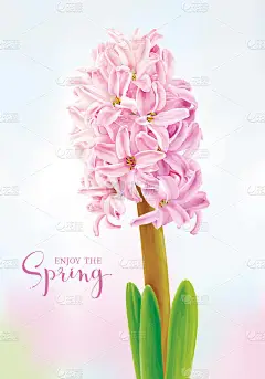 粉红豪华的水仙花.3月8日贺卡和招贴画、婚礼装饰、情人节、母亲节、销售和其他季节性活动的矢量画图.