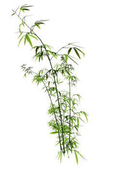 A_ben采集到盆景/植物/绿色/花/草