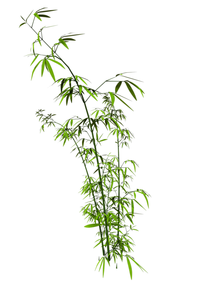 竹子